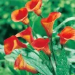 Bulbi Cala Mango (Zantedeschia) bulbi cala mango portocaliu piersica 110x110