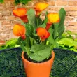 Bulbi Cala Mango (Zantedeschia) bulbi cala mango vigurosi calitate 1 110x110