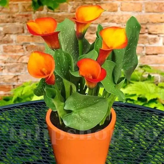 bulbi cala mango vigurosi calitate 1