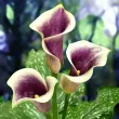 Bulbi Cala Picasso (Zantedeschia) bulbi cala picasso alb centru violet 110x110