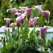 Bulbi Cala Picasso (Zantedeschia) bulbi cala picasso vigurosi calitate 1 110x110