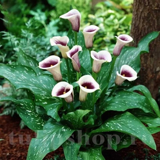 Bulbi Cala Picasso (Zantedeschia) Bulbi Cala Picasso (Zantedeschia)