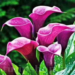 Bulbi Cala Purple Sensation (Zantedeschia)