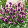 Bulbi Cala Purple Sensation (Zantedeschia) bulbi cala purple sensation violet intens 110x110