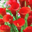 Bulbi Cala Red Alert (Zantedeschia) bulbi cala red alert rosu aprins 110x110
