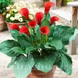 Bulbi Cala Red Alert (Zantedeschia) bulbi cala red alert vigurosi calitate 1 110x110