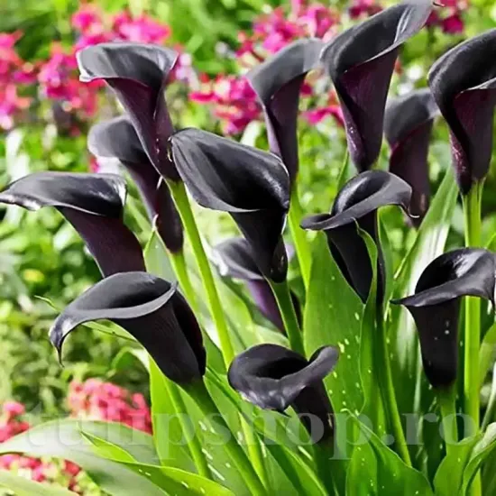 bulbi cala schwarzwalder visiniu inchis negru