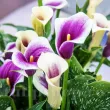 Bulbi Cala Picasso (Zantedeschia) decor ghiveci cala picasso calitate superioara 110x110
