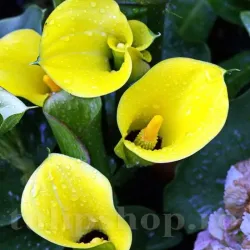 Bulbi Cala Black Magic (Zantedeschia)
