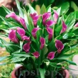 Bulbi Cala Purple Sensation (Zantedeschia) decor gradina cala purple sensation calitate superioara 110x110