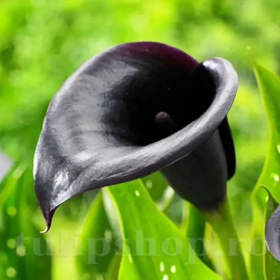 decor gradina ghiveci cala schwarzwalder superioara