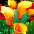 Bulbi Cala Mango (Zantedeschia) decor terasa ghiveci cala mango calitate superioara 110x110