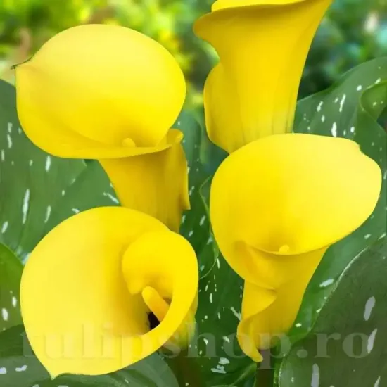 detaliu floare cala black magic galben intens