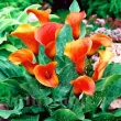 Bulbi Cala Mango (Zantedeschia) detaliu floare cala mango galben portocaliu 110x110