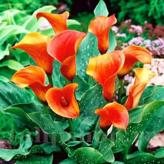 detaliu floare cala mango galben portocaliu