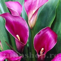 Bulbi Cala Purple Sensation (Zantedeschia)