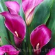 detaliu floare cala purple sensation mov regal