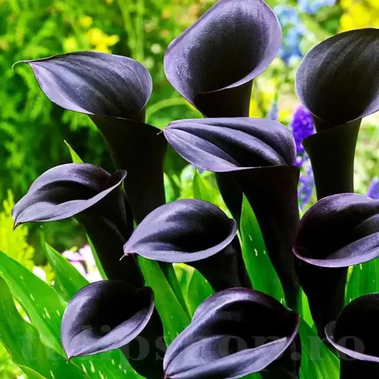 detaliu floare cala schwarzwalder negra catifelata