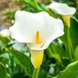 Bulbi Cala Albomaculata (Zantedeschia) detaliu frunze cala albomaculata stropite alb 110x110