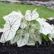 Bulbi Caladium Candidum Sr bulbi caladium candidum senior frunze albe mari 110x110