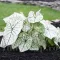 Bulbi Caladium Candidum Sr