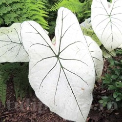 Bulbi Caladium Candidum Sr