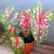 Bulbi Caladium Carolyn Whorton bulbi caladium carolyn whorton roz nervuri rosii 110x110