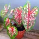 bulbi caladium carolyn whorton roz nervuri rosii