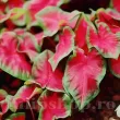 Bulbi Caladium Freida Hemple bulbi caladium frieda hemple rosu intens verde 110x110