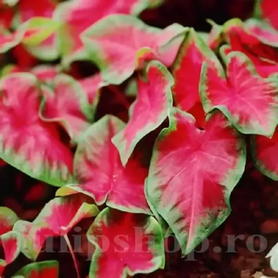 bulbi caladium frieda hemple rosu intens verde