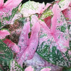 Bulbi Caladium Pink Beauty
