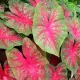 bulbi caladium red flash rosu stropit roz