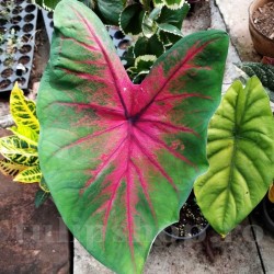 Bulbi Caladium Red Flash