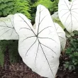 Bulbi Caladium Candidum Sr caladium candidum senior ghiveci calitate superioara 110x110
