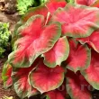 Bulbi Caladium Freida Hemple caladium frieda hemple ghiveci calitate superioara 110x110