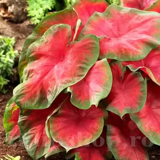 caladium frieda hemple ghiveci calitate superioara