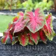 Bulbi Caladium Red Flash caladium red flash ghiveci calitate superioara 110x110