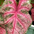 Bulbi Caladium Pink Beauty decor ghiveci caladium pink beauty calitate superioara 110x110
