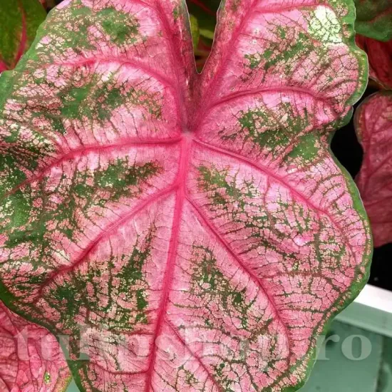 decor ghiveci caladium pink beauty calitate superioara