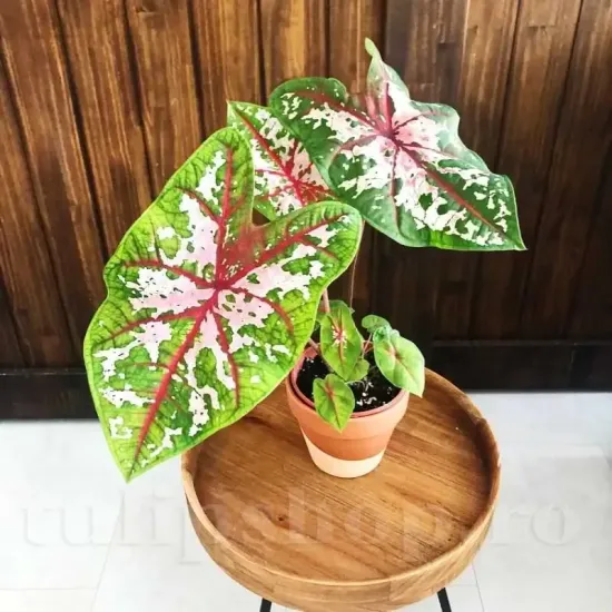 decor gradina caladium carolyn whorton superioara
