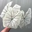Bulbi Caladium Candidum Sr detaliu frunza caladium candidum senior alb verde 110x110