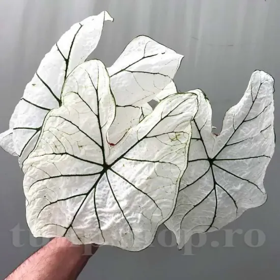 detaliu frunza caladium candidum senior alb verde