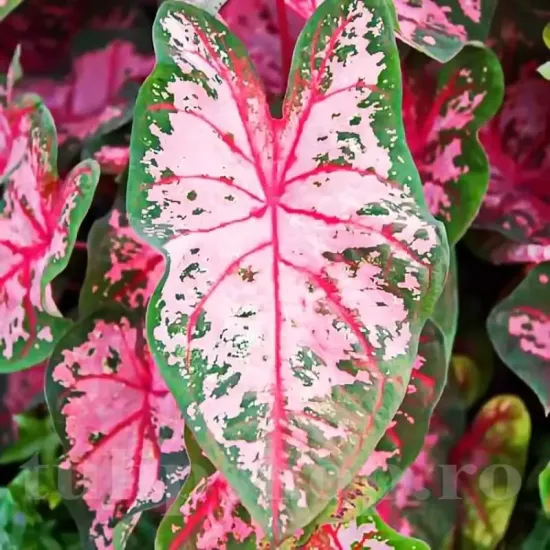detaliu frunza caladium carolyn whorton roz verde