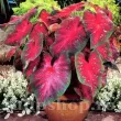 Bulbi Caladium Freida Hemple detaliu frunza caladium frieda hemple rosu aprins 110x110
