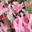 Bulbi Caladium Pink Beauty detaliu frunza caladium pink beauty nervuri rosii 110x110