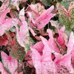 Bulbi Caladium Pink Beauty
