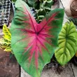 Bulbi Caladium Red Flash detaliu frunza caladium red flash centru rosu 110x110