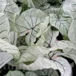 Bulbi Caladium Candidum Sr tuberi caladium candidum senior vigurosi calitate 1 110x110