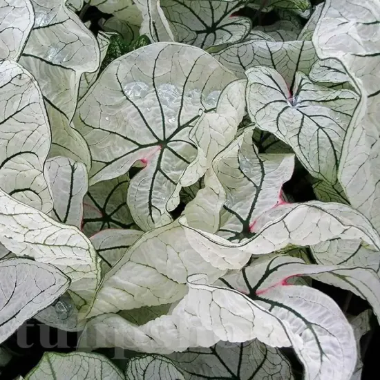 tuberi caladium candidum senior vigurosi calitate 1