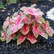 Bulbi Caladium Carolyn Whorton tuberi caladium carolyn whorton vigurosi calitate 1 110x110